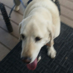 Meet your Posher, Dre